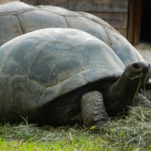 ALDABRA BREEDER