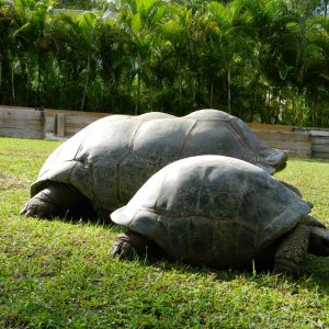 ALDABRA BREEDER