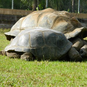 ALDABRA BREEDER