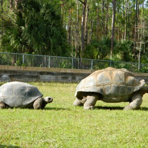ALDABRA BREEDER