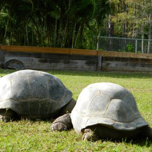 ALDABRA BREEDER