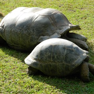 ALDABRA BREEDER