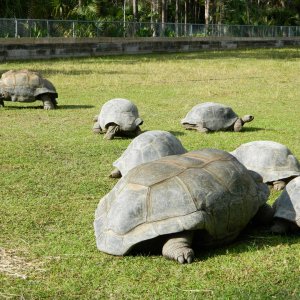 ALDABRA BREEDER