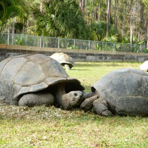ALDABRA BREEDER