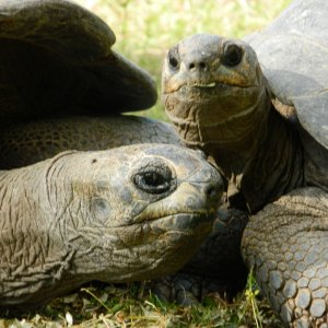 ALDABRA BREEDER