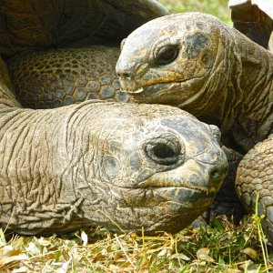 ALDABRA BREEDER