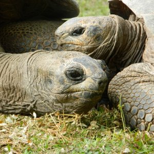 ALDABRA BREEDER