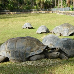 ALDABRA BREEDER