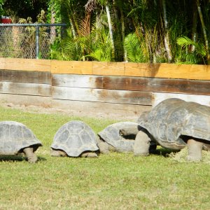 ALDABRA BREEDER