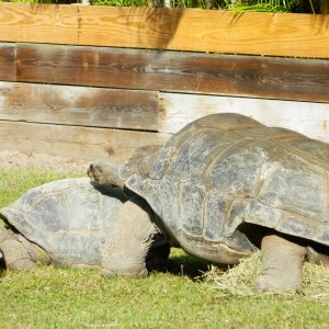ALDABRA BREEDER
