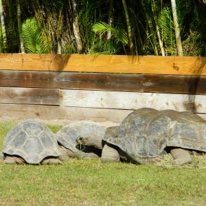 ALDABRA BREEDER