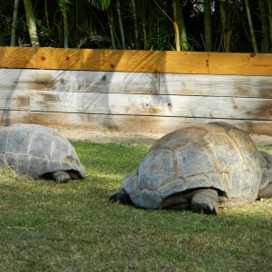 ALDABRA BREEDER