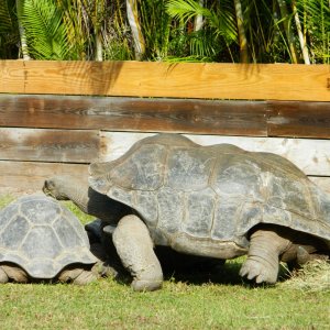 ALDABRA BREEDER