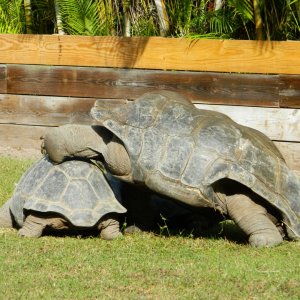 ALDABRA BREEDER