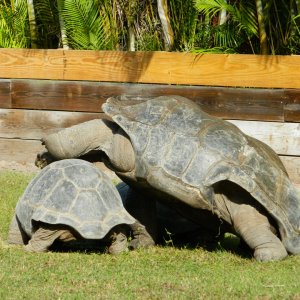 ALDABRA BREEDER