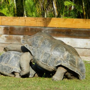 ALDABRA BREEDER