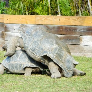 ALDABRA BREEDER