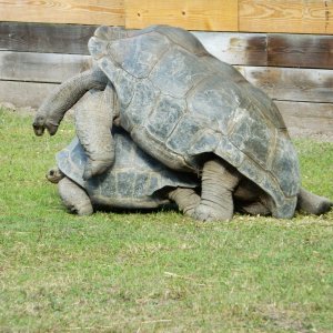ALDABRA BREEDER