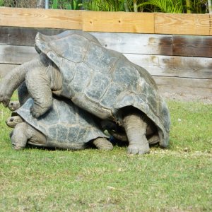 ALDABRA BREEDER