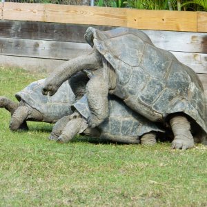 ALDABRA BREEDER