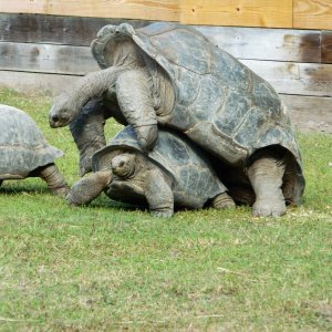 ALDABRA BREEDER