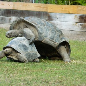 ALDABRA BREEDER