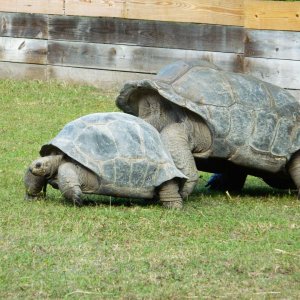 ALDABRA BREEDER