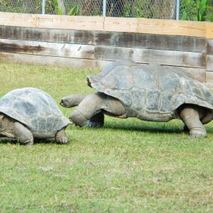 ALDABRA BREEDER