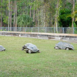 ALDABRA BREEDER
