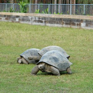 ALDABRA BREEDER