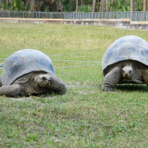 ALDABRA BREEDER