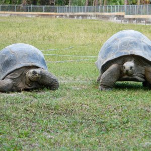 ALDABRA BREEDER