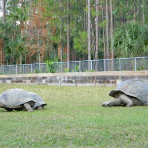 ALDABRA BREEDER