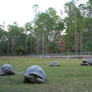 ALDABRA BREEDER