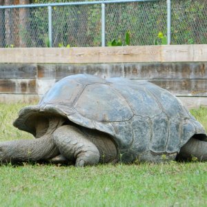 ALDABRA BREEDER