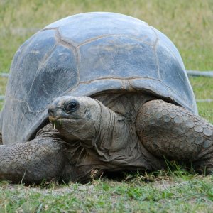 ALDABRA BREEDER