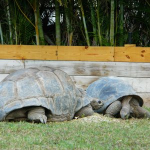 ALDABRA BREEDER