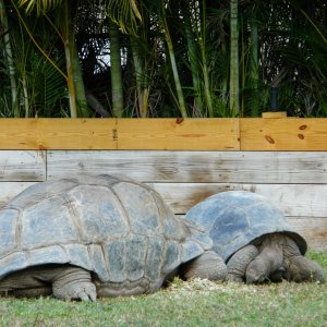 ALDABRA BREEDER