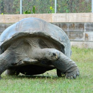 ALDABRA BREEDER