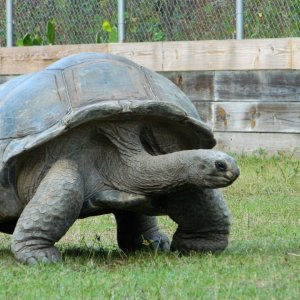ALDABRA BREEDER