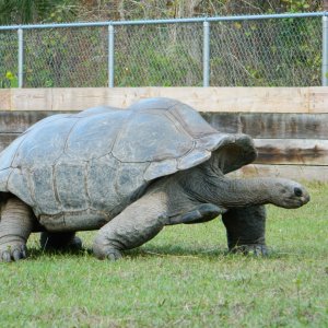 ALDABRA BREEDER