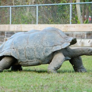 ALDABRA BREEDER