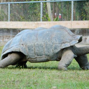 ALDABRA BREEDER