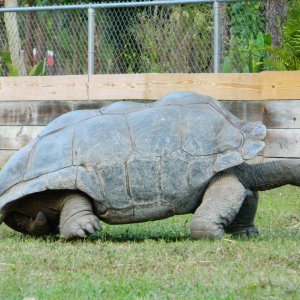 ALDABRA BREEDER