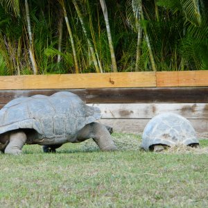 ALDABRA BREEDER