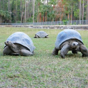 ALDABRA BREEDER