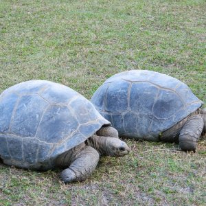 ALDABRA BREEDER
