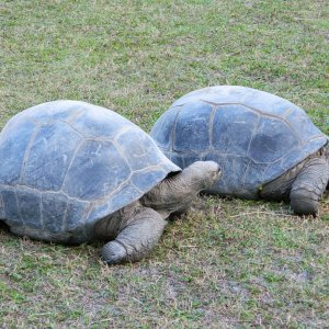 ALDABRA BREEDER