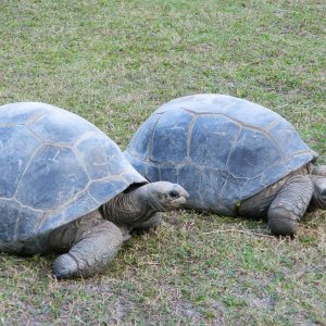 ALDABRA BREEDER
