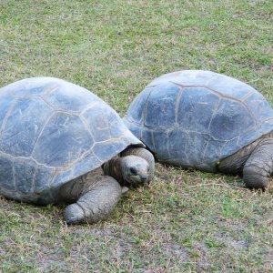 ALDABRA BREEDER